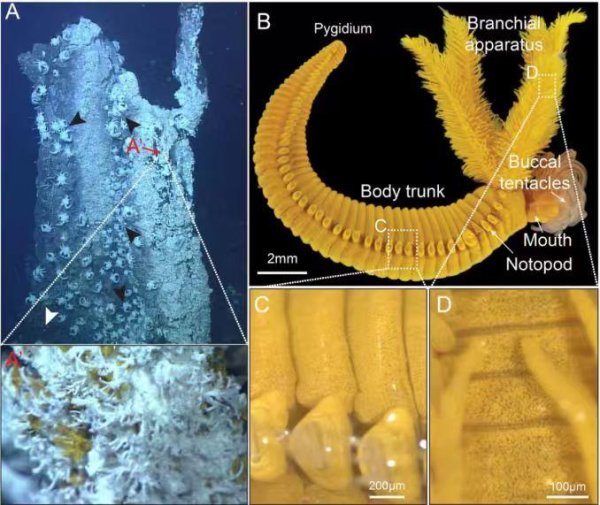 厦门股票配资 中科院海洋所首次揭示深海热液动物“以毒攻毒”独特适应机制